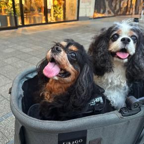 南町田グランベリーモールで夜散歩。