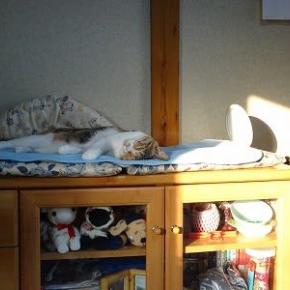 目が半開き。。。。