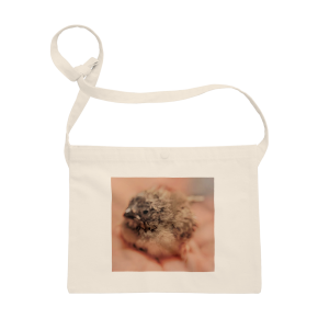 神々しい赤ちゃんキンカチョウ