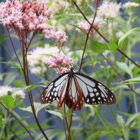 アサギマダラ・・・