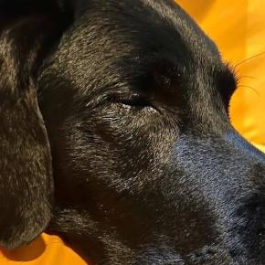 去年の今日、ニコさんはひとつの臓器を失いました。