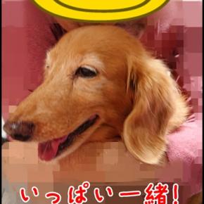 絶賛テレワーク中！！！