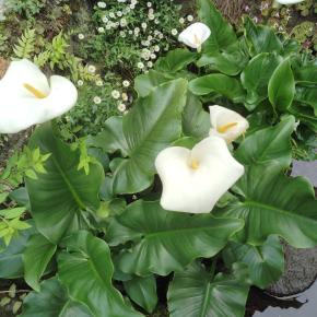 カラーが美しい