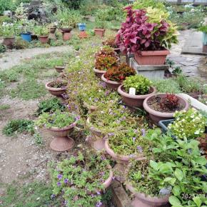 ほぼ1週間お庭の世話ができなかった・・・・