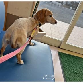 今年最後の通院