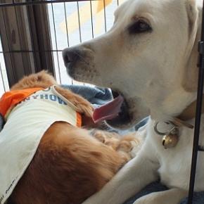 5わんこのまどろみタイム