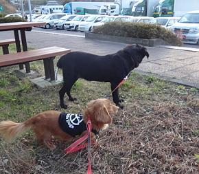 お出かけわんこ