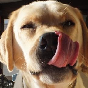 天真爛漫 天衣無縫 生涯子ども 世界一のドジわんこ