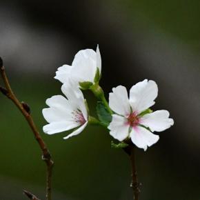 黒目川にも渡り鳥がやって来た