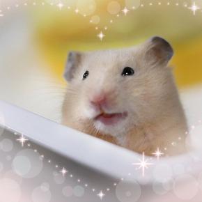 2025年から2026年へ ありがとうございました