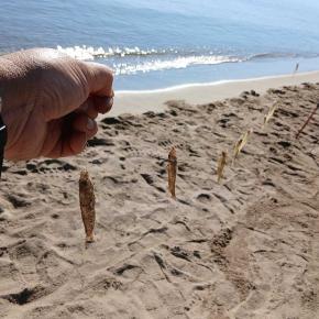 月曜日・・・キス釣り11本針に挑戦。