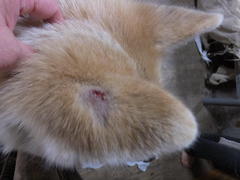 ワンコの怪我・・・