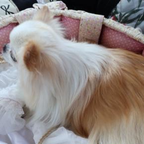 オサレカフェのティファニーブルー♪でし♪