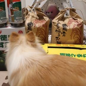 ありがたや～の新米♪でし♪