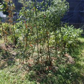 メヒシバ退治三昧（2025年8月30日）