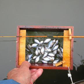 鯨穂竿作りを模索