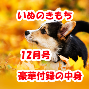 雑誌【いぬのきもち】12月号！豪華11点の付録の中身「ひっぱりっこモンスター＆愛犬マルチケース」
