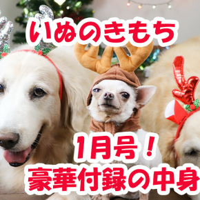 雑誌【いぬのきもち】1月号！豪華10点の付録の中身「カレンダー＆お散歩LEDライト」