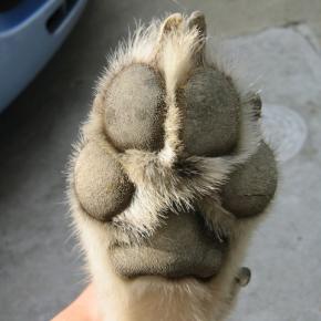 爪切りを嫌がる犬のケアにおすすめ「爪切り」「爪やすり」「足裏バリカン」