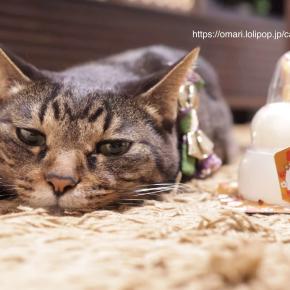 🎍2026年もよろしくお願いします🎍