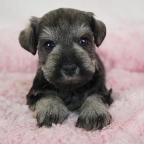 とっても愛らしいお顔のBABYちゃん