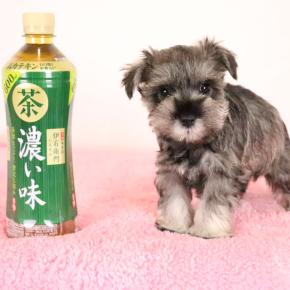 とっても愛らしいお顔の赤ちゃん達