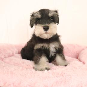 とっても愛くるしい赤ちゃん達