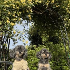 モッコウバラと豆福♪ 4月23日 その2 