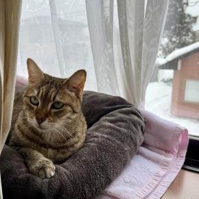 あけましておめでとうございます