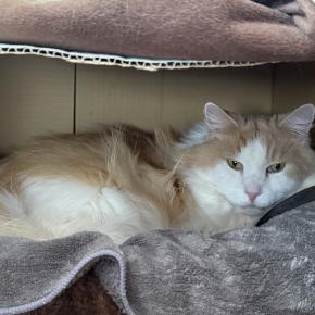 睦月（むつき）