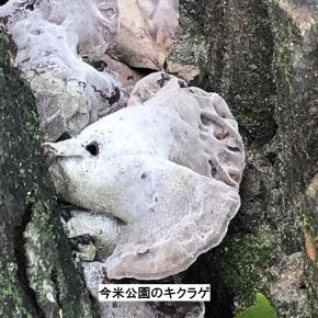 業務スーパーまでお散歩