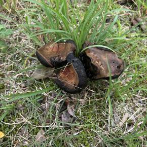 緩衝緑地公園のキノコ