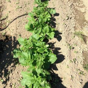 夏野菜の植え付け開始