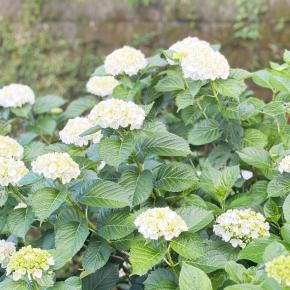 ■なんだか汗が止まらない、の原因。