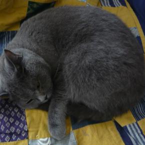 金木犀と銀木星★お花を買いに…★リンゴ★着物リメイク