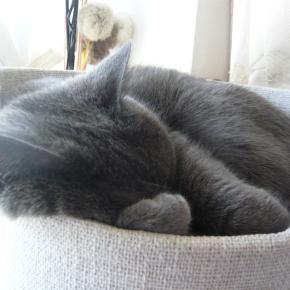 3番はデンティベス★クレマチス★着物リメイク