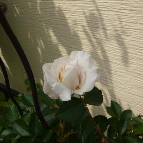 2番シューラネージュ 3番デンティベス