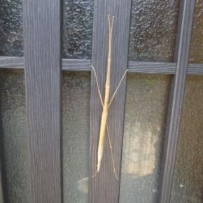 カマキリかな❔