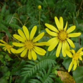 つわぶきの花が咲き始めました。」