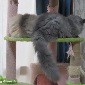 もふもふ～おちり♡トムくんとあそぼー♪