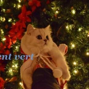 すみれちゃんと星くんの Merry Christmas ！