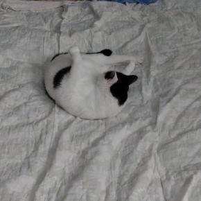 おじさんメロメロ