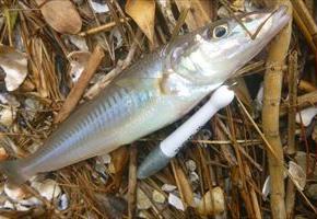 まだ サイズ狙える？（7／10 境水道）