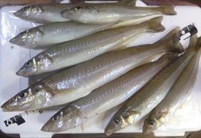 4年半ぶりの 尺ギスも…。（11／20 境水道）