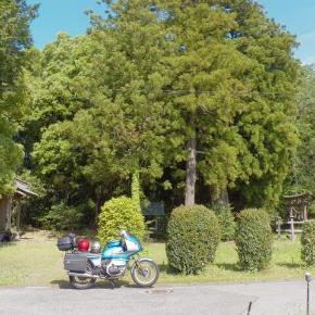 今年のタンデム散歩ですが、、、まだ1回だけっす。