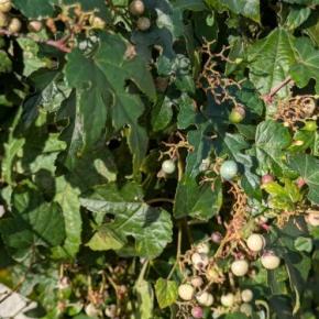 小さな花束で秋を楽しむ〜旅行に行く前に〜