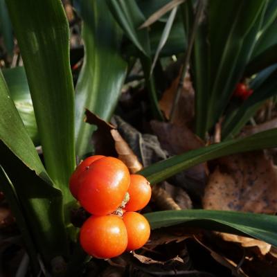 オモト(万年青)の果実