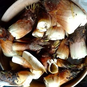 猫の手なれたかな？