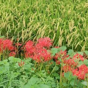 やっと秋 来ましたねー