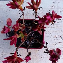 迎春！赤鬼城の紅葉！